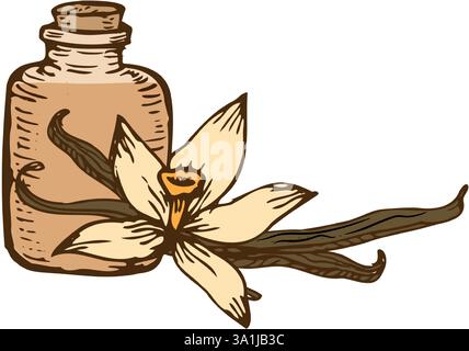 A hand-drawn illustration featuring vanilla orchid flowers and pods. Detailed line art for use in packaging, cosmetics, or food illustrations. Stock Vector