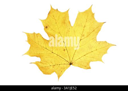 Leaf on wihite Stock Photo