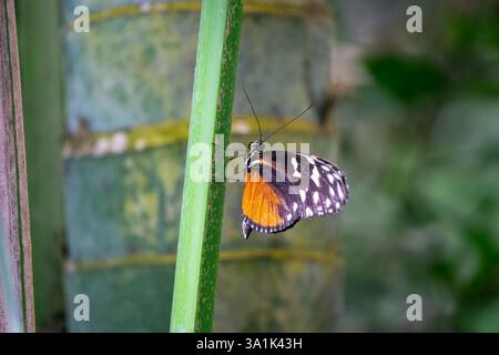 Heliconius Ismenius Butterfly Perched on a Leaf in a Lush Tropical Environment Stock Photo