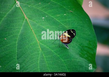 Vibrant Heliconius Ismenius Butterfly Perched on a Green Leaf in a Lush Tropical Habitat Stock Photo