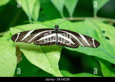Heliconius Charithonia Butterfly Resting On A Leaf Captured In A Tropical Environment With Vibrant Colors Stock Photo