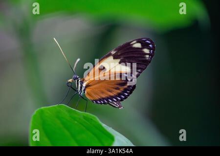 Closeup of Heliconius Ismenius Butterfly on a Green Leaf in a Vibrant Tropical Habitat Stock Photo