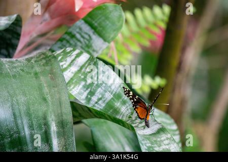 Closeup of Heliconius Ismenius Butterfly on a Green Leaf in a Vibrant Tropical Habitat Stock Photo