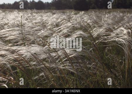 silky satin spikes of feather grass close-up during flowering period... Stock Photo