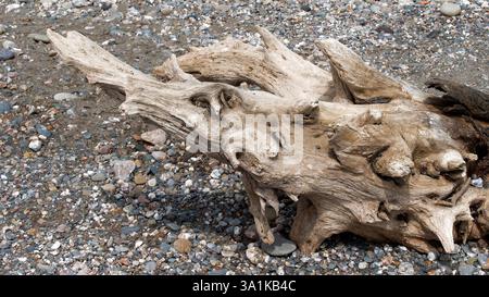Weathered Driftwood on a Pebble Beach in Natural Outdoor Setting Stock Photo