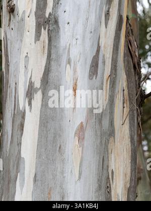 Close-Up View of a Tree Trunk with Unique Bark Patterns Stock Photo