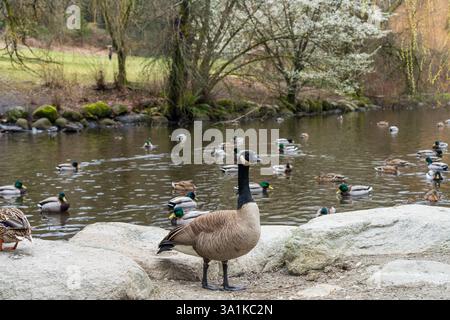 Canada Goose at The Duck Pond in cherry blossom spring time season. Queen Elizabeth Park, Vancouver. Stock Photo