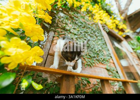 Black cat on a wooden fence, selective focus Stock Photo