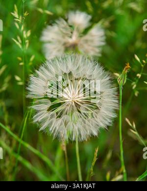 Dandelion seedhead on stem in field Stock Photo