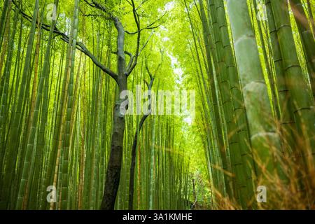 Bamboo Forest with no people during a summer morning. Stock Photo