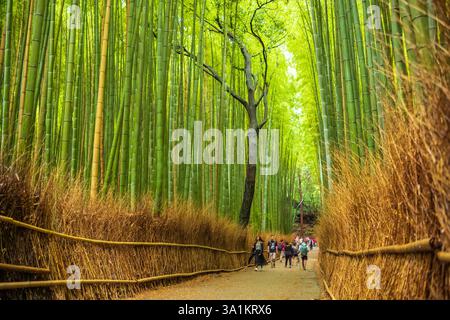 Kyoto, Japan, June 21, 2024: Tourists walk the footpaths of the Arashiyama Bamboo Grove, or Sagano Bamboo Forest, a natural bamboo forest, during a ra Stock Photo