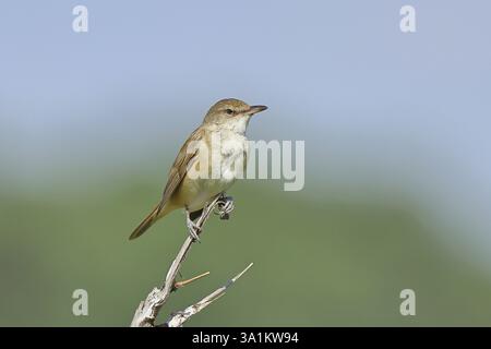 Great Reed Warbler (Acrocephalus arundinaceus), perched on a twig, singing station, natural habitat, migratory bird, songbirds Lake Neusiedl, Burgenla Stock Photo
