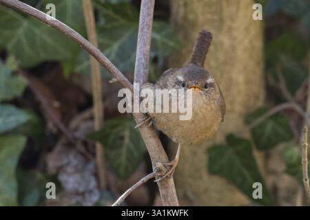 Close-up of a wren (Troglodytes troglodytes) on a branch, surrounded by green foliage, frontal view, Hesse, Germany, Europe Stock Photo