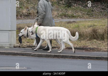 Dog walk with two Berger Blanc Suisse, dog breed, Bavaria, Germany, Europe Stock Photo