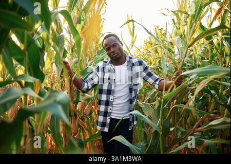 Standing and posing. Young black man is in the cornfield at daytime. Stock Photo