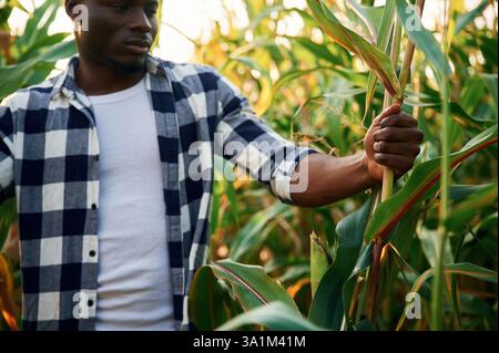 Looking and checking the leaves and plant. Young black man is standing in the cornfield at daytime. Stock Photo