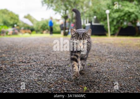Domestic short hair tabby cat walking on the road. Tabby cat walking towards camera on sidewalk with copy space. Stock Photo