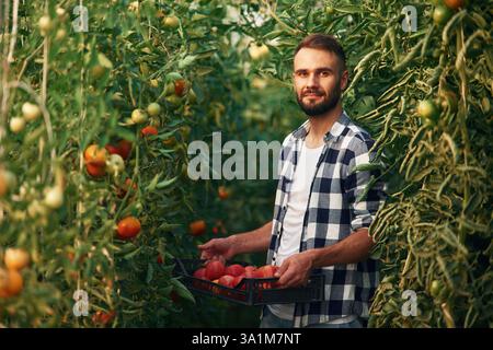 Fresh tomatoes. Beautiful young man is in the garden. Stock Photo