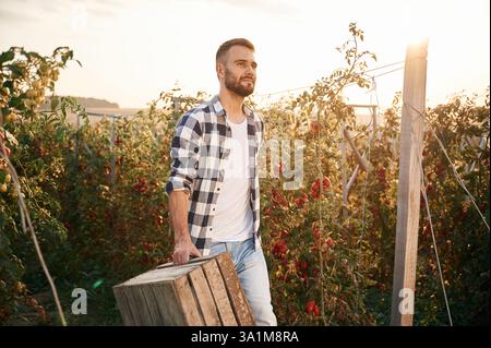 Holding wooden box. Bunch of tomatoes. Beautiful young man is in the garden. Stock Photo