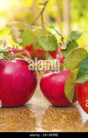 Ripe apples with old leaves on wooden table in garden Stock Photo
