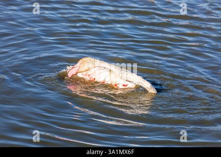 Flamingo in a strange posture, resting its long neck on its back Stock Photo