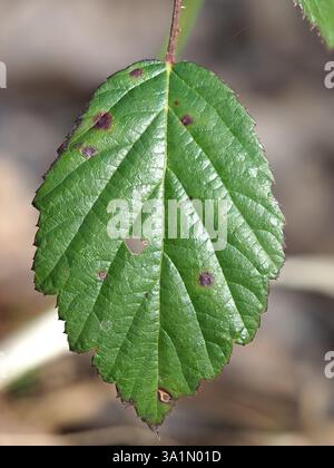 A leaf with brown spots on it. The leaf is green in color. The spots are small and scattered Stock Photo