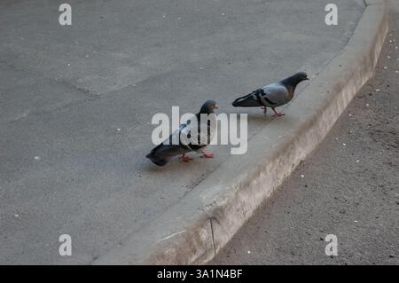 two pigeons walking on the sidewalk. Stock Photo