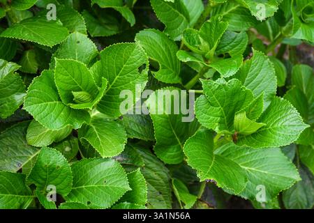 Close-up image of vibrant green hydrangea leaves, showcasing their natural texture and lush growth, perfect for gardening, decoration, or depicting th Stock Photo
