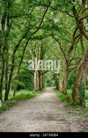 A dirt path leads through a lush, green forest in the wilder gardens of Chenonceaux, France. Stock Photo