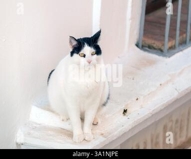 Black and white domestic cat sitting on a window ledge, Carmona, Andalusia, Spain. Stock Photo