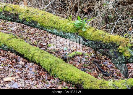 Two fallen tree branches covered in moss and lichen on a winter's day, London, UK Stock Photo