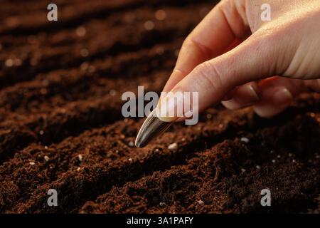 Close-up of hands holding sunflower seeds, preparing for planting in fertile soil, symbolizing growth, agriculture, and sustainability. Stock Photo