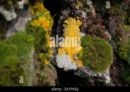 close up colourful lichen and moss covered stone of dry stone wall in Etna-Park, Sicily, Italy Stock Photo