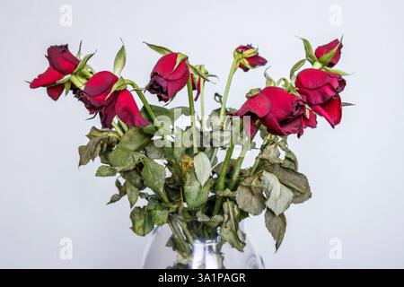 A bunch of wilted red roses in a glass vase Stock Photo