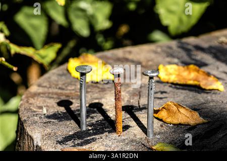 Rusty Nails on Wooden Stump. Contrast of Old and New, Rusty and Shiny Nails. Rusty and New Nails in Sunlight Stock Photo