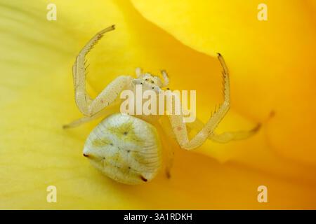 Flower crab spider (Family Thomisidae) sitting on a rose petal, South Africa Stock Photo