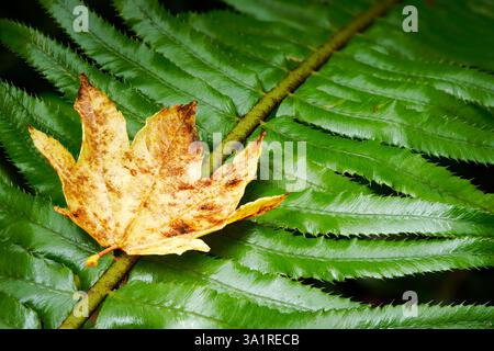 Autumn vine maple leaf resting on western sword fern, Queets Rainforest, Olympic National Park, Jefferson County, Washington, USA Stock Photo