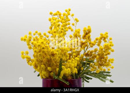 Vibrant yellow mimosa blossoms in a deep purple vase isolated on white background. International Women's Day Stock Photo
