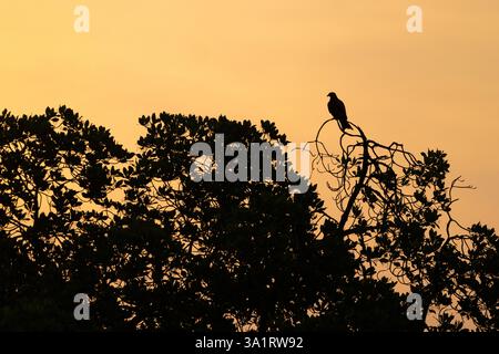 Yellow-billed kite Milvus aegyptius, perched at sunrise, Buffulotto, Brikama, The Gambia, January Stock Photo