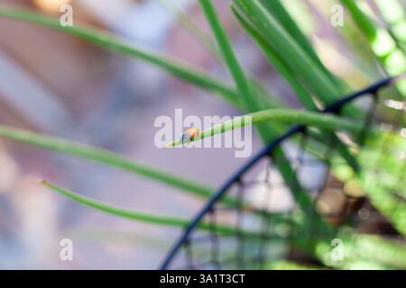 A bright orange ladybug perched on a green plant leaf in natural light Stock Photo