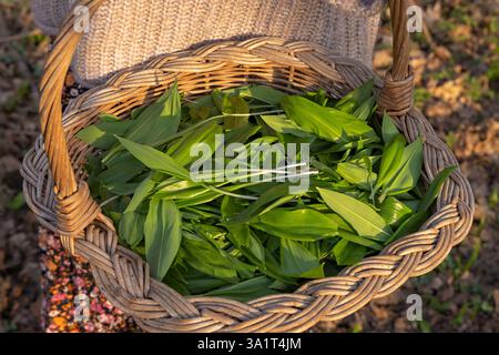 A young woman is plucking the leaves of bear garlic in a woven basket. Stock Photo