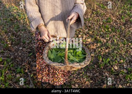 A young woman is plucking the leaves of bear garlic in a woven basket. Stock Photo