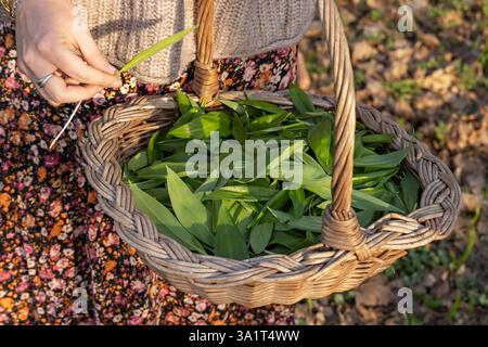 A young woman is plucking the leaves of bear garlic in a woven basket. Stock Photo