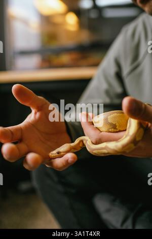 Friendly albino ball python resting its head on a man's finger Stock Photo