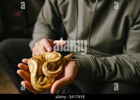 Pet owner gently holding an albino ball python in their palm Stock Photo