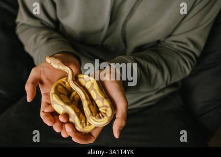 Top view of pet owner gently holding albino ball python in their palms Stock Photo