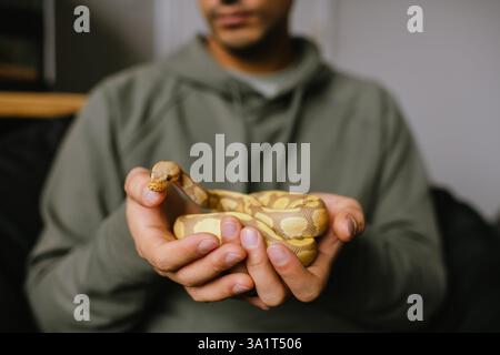 Albino ball python resting in pet owner's hands, its head raised Stock Photo