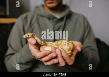 Pet owner gently holding an albino ball python with both hands Stock Photo