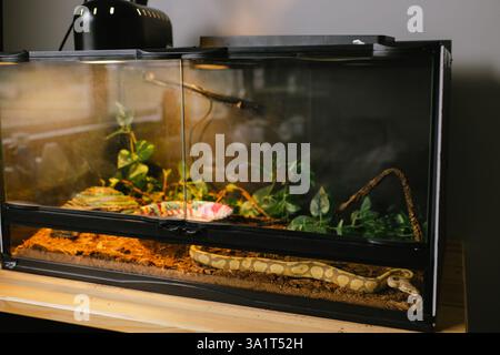 Albino ball python resting in a spacious terrarium with greenery Stock Photo