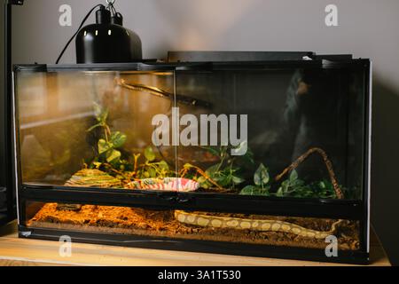 Snake resting in a well-maintained reptile terrarium at home Stock Photo